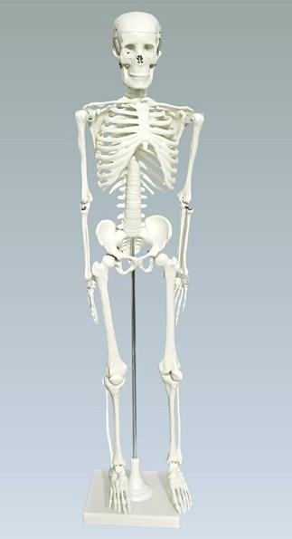 Скелет Человека Фото